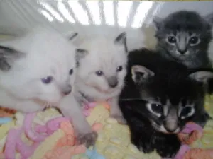 Gato raça SRD idade Abaixo de 2 meses nome sem nome