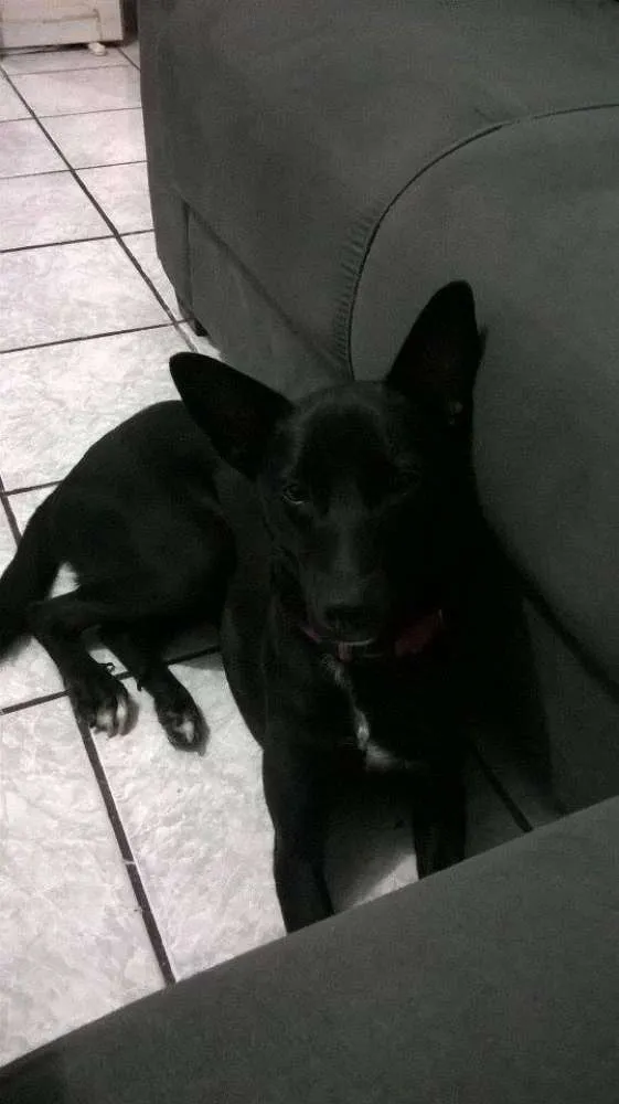 Cachorro ra a SRD idade 1 ano nome Preta