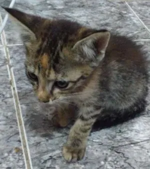 Gato raça Sem raça idade Abaixo de 2 meses nome Biscoito
