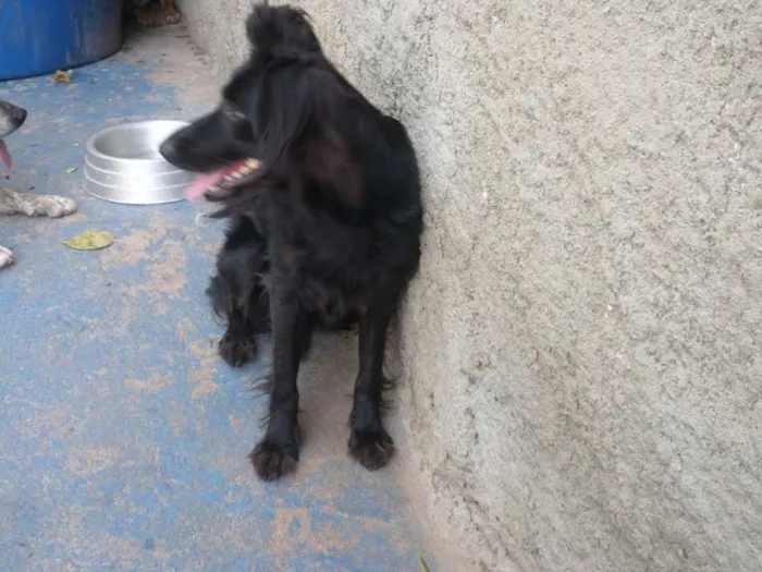 Cachorro ra a  idade 1 ano nome Lana