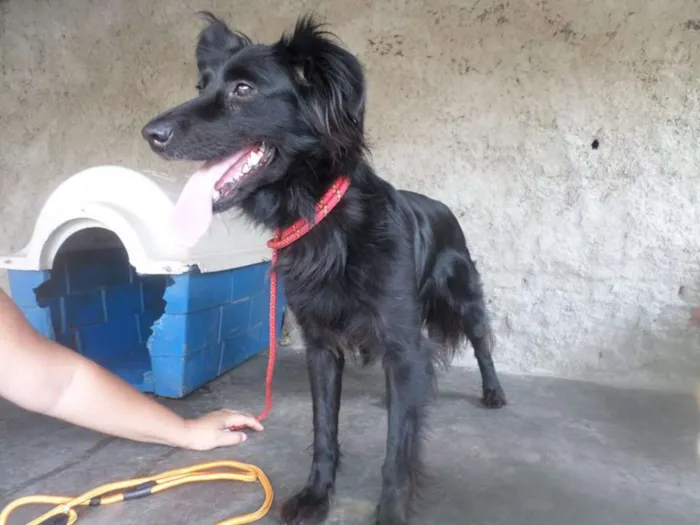 Cachorro ra a  idade 1 ano nome Lana