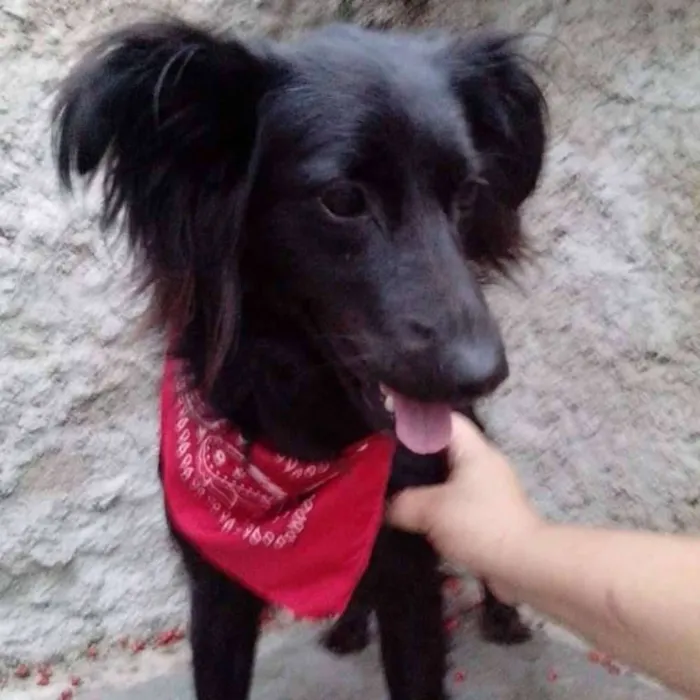 Cachorro ra a  idade 1 ano nome Lana