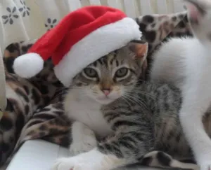 Gato raça SRD idade 2 a 6 meses nome BERNARDO
