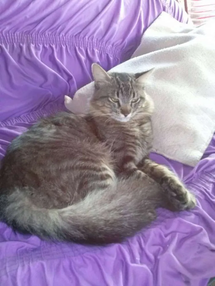 Gato ra a Não definida idade 1 ano nome Nick