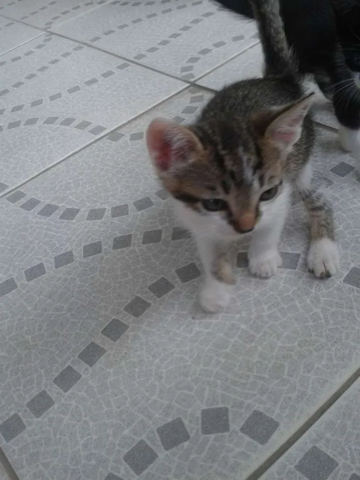 Gato ra a SRD idade 2 a 6 meses nome BERNARDO