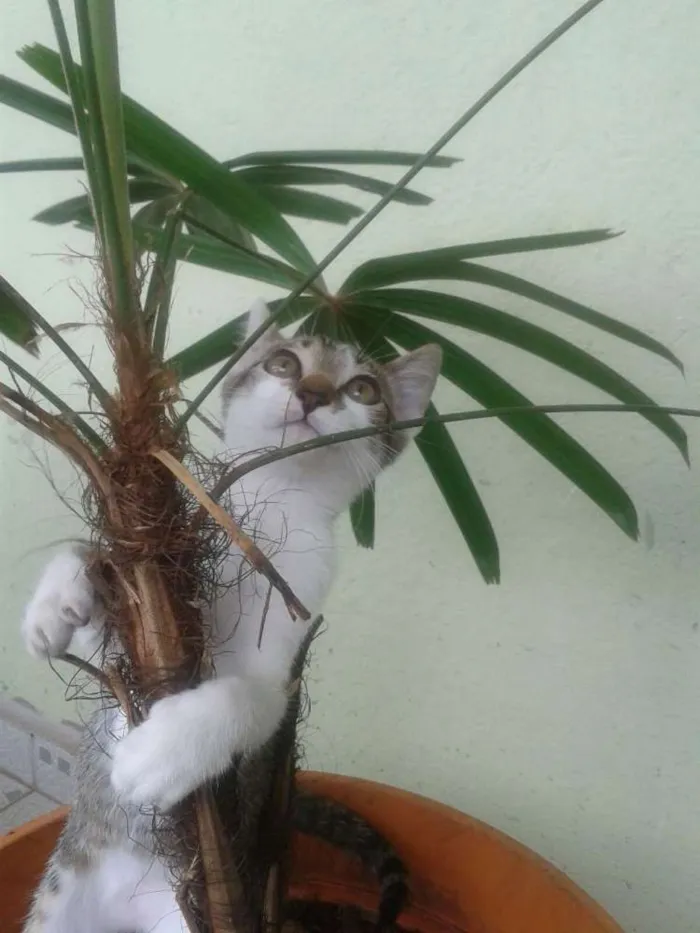 Gato ra a SRD idade 2 a 6 meses nome BERNARDO