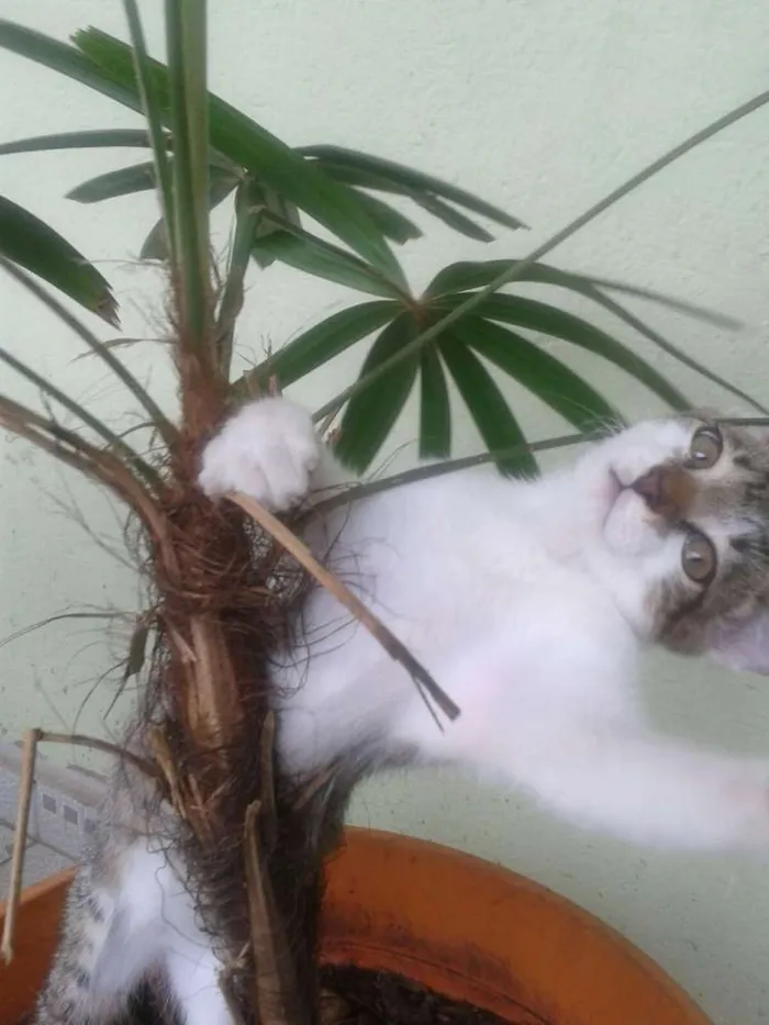 Gato ra a SRD idade 2 a 6 meses nome BERNARDO