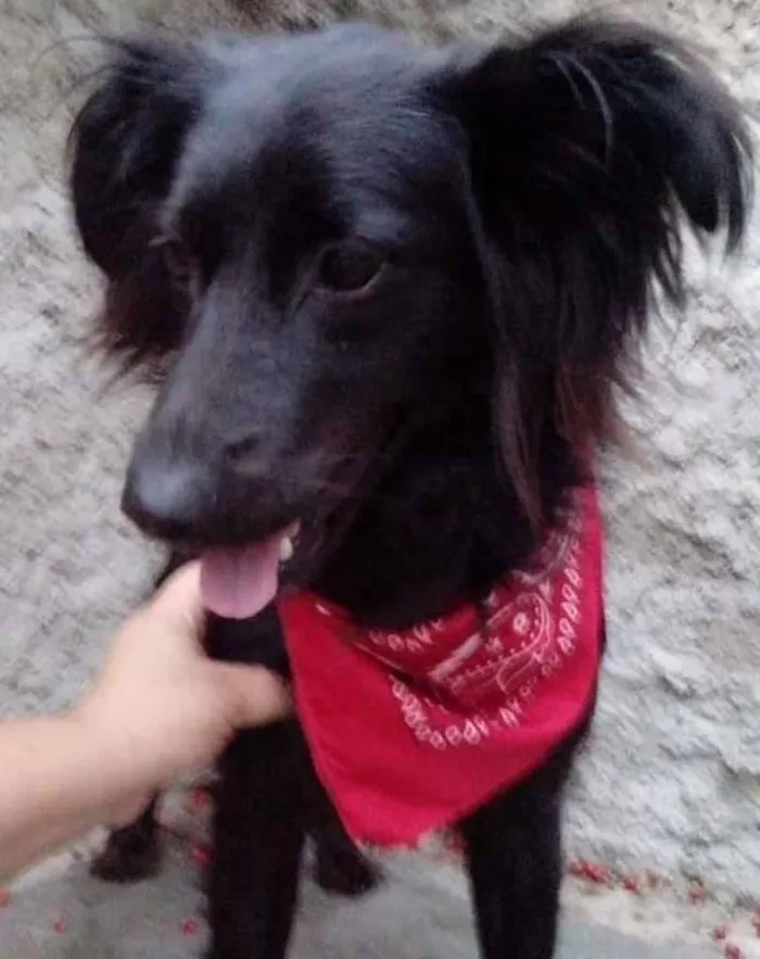 Cachorro ra a  idade 1 ano nome Lana