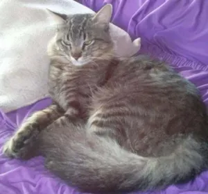Gato raça Não definida idade 1 ano nome Nick