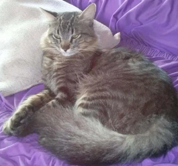 Gato ra a Não definida idade 1 ano nome Nick