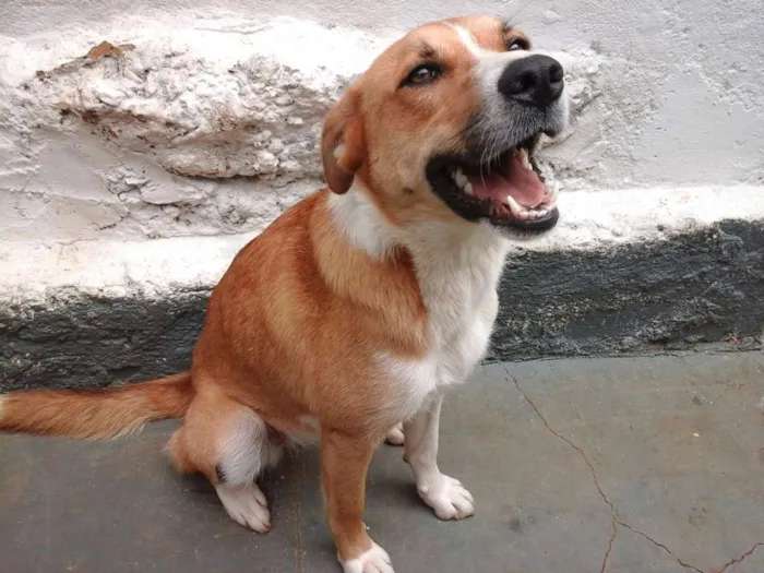Cachorro ra a SRD idade 1 ano nome Duna