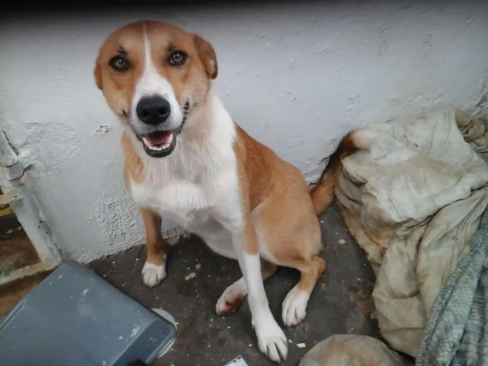 Cachorro ra a SRD idade 1 ano nome Duna