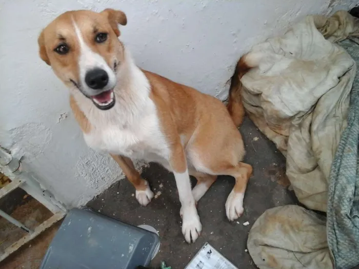 Cachorro ra a SRD idade 1 ano nome Duna