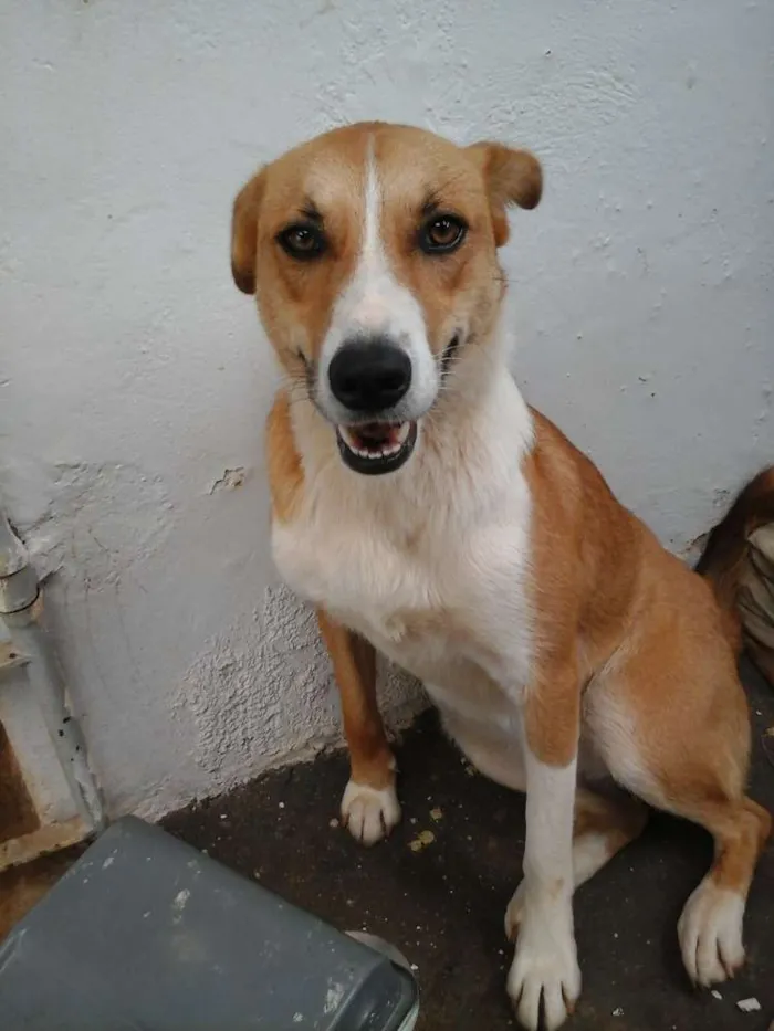 Cachorro ra a SRD idade 1 ano nome Duna