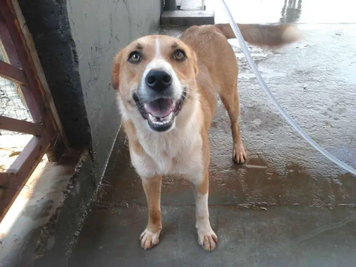 Cachorro ra a SRD idade 1 ano nome Duna