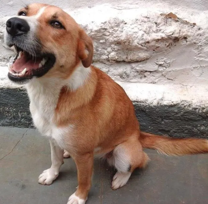 Cachorro ra a SRD idade 1 ano nome Duna
