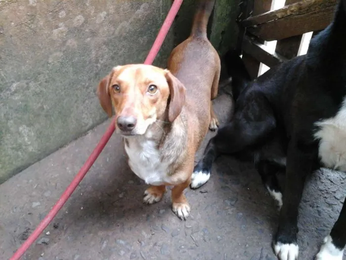 Cachorro ra a Salsichinha idade 2 anos nome Jake