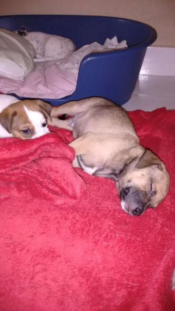 Cachorro ra a  idade Abaixo de 2 meses nome Sem nome