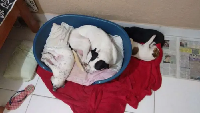 Cachorro ra a  idade Abaixo de 2 meses nome Sem nome