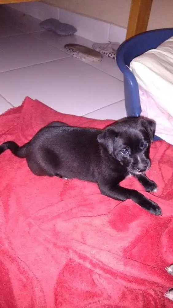 Cachorro ra a  idade Abaixo de 2 meses nome Sem nome