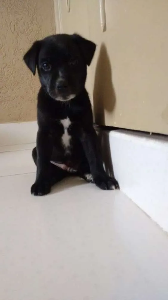 Cachorro ra a  idade Abaixo de 2 meses nome Sem nome