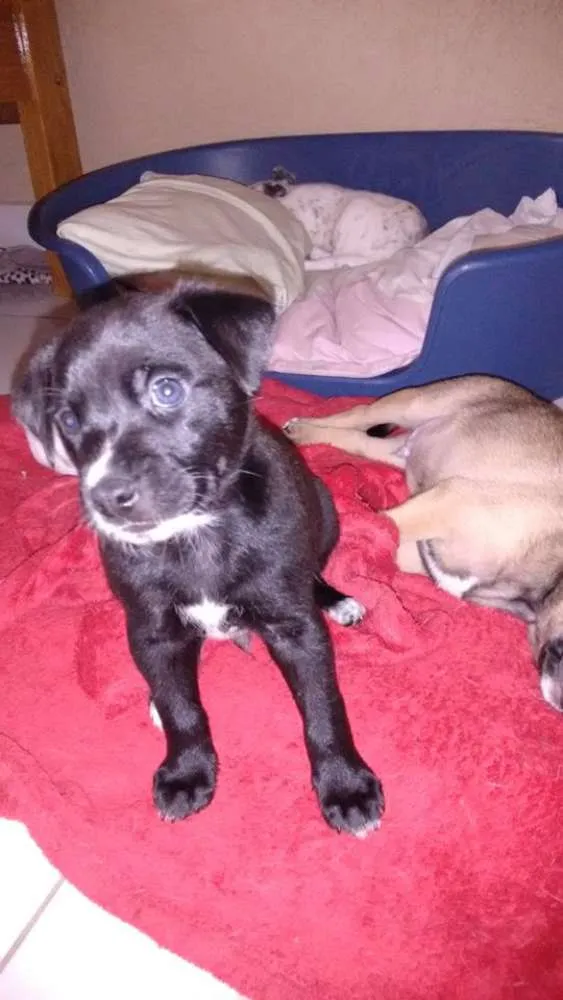 Cachorro ra a  idade Abaixo de 2 meses nome Sem nome