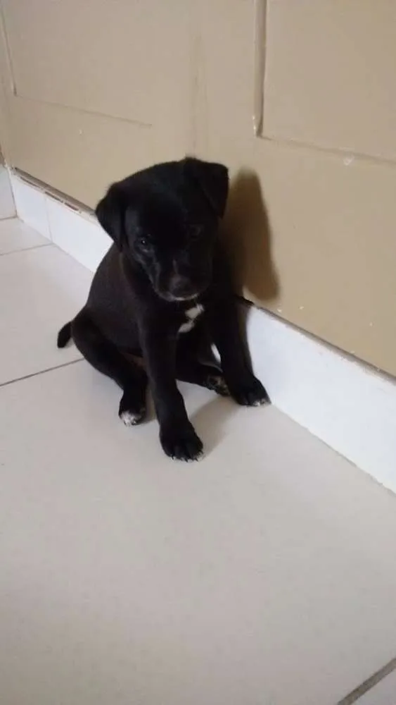 Cachorro ra a  idade Abaixo de 2 meses nome Sem nome