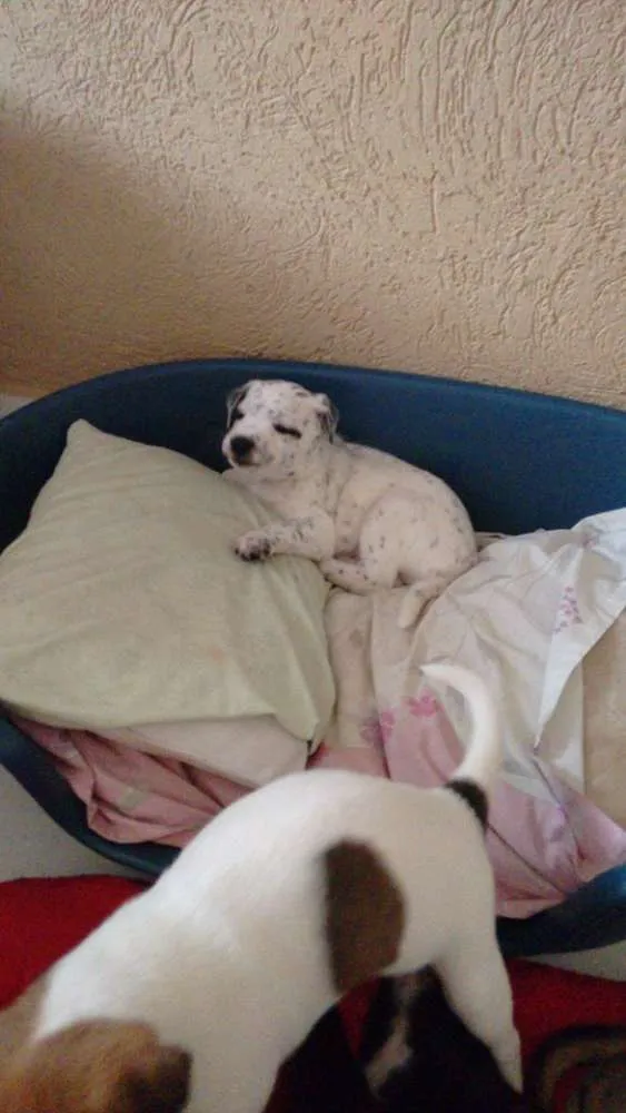 Cachorro ra a  idade Abaixo de 2 meses nome Sem nome