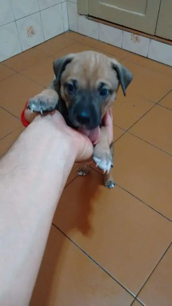 Cachorro ra a  idade Abaixo de 2 meses nome Sem nome