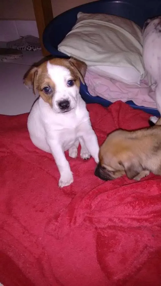 Cachorro ra a  idade Abaixo de 2 meses nome Sem nome