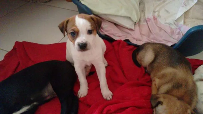 Cachorro ra a  idade Abaixo de 2 meses nome Sem nome