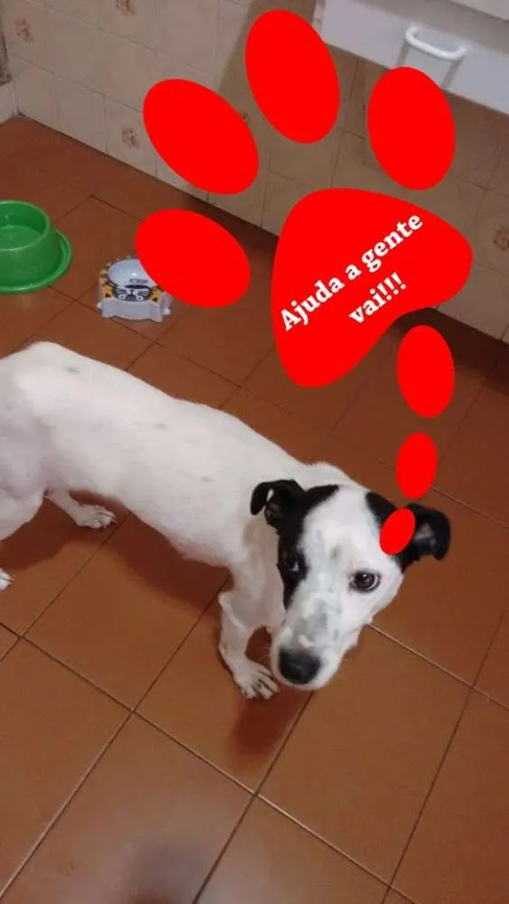 Cachorro ra a  idade Abaixo de 2 meses nome Sem nome
