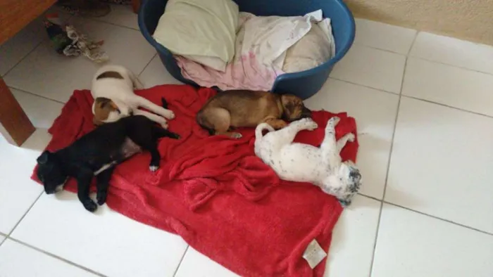 Cachorro ra a  idade Abaixo de 2 meses nome Sem nome
