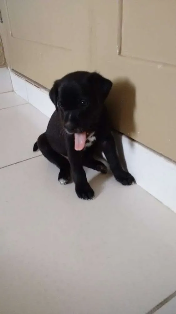 Cachorro ra a  idade Abaixo de 2 meses nome Sem nome