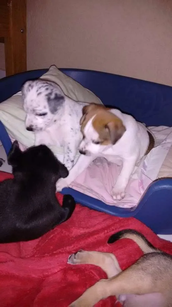 Cachorro ra a  idade Abaixo de 2 meses nome Sem nome