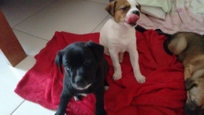 Cachorro ra a  idade Abaixo de 2 meses nome Sem nome