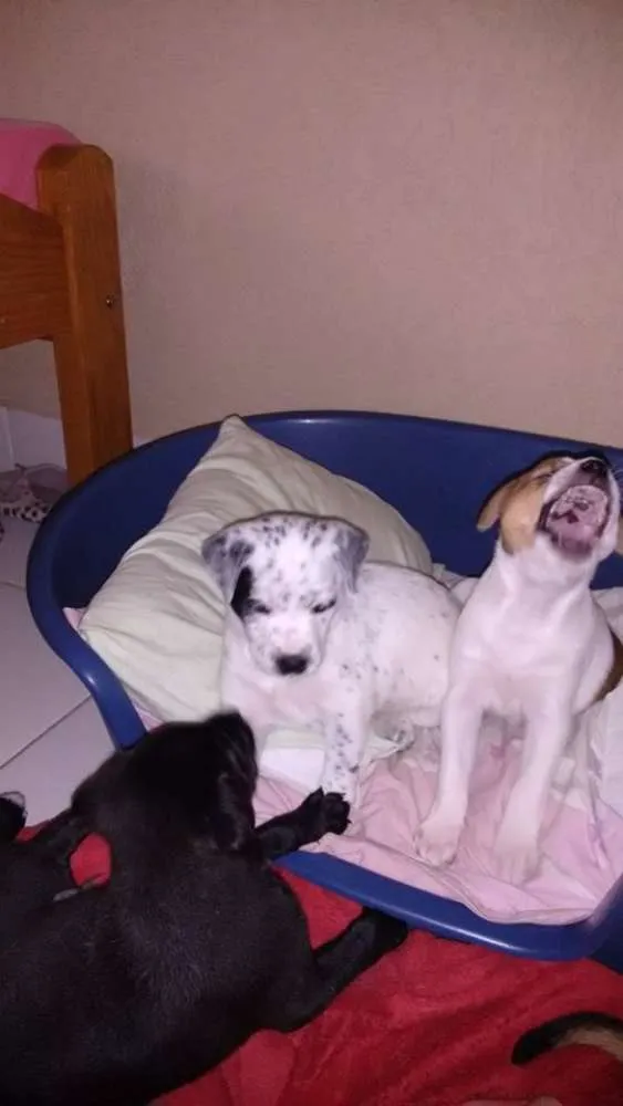 Cachorro ra a  idade Abaixo de 2 meses nome Sem nome