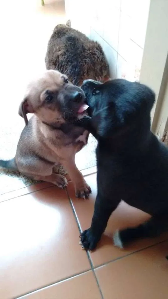 Cachorro ra a  idade Abaixo de 2 meses nome Sem nome