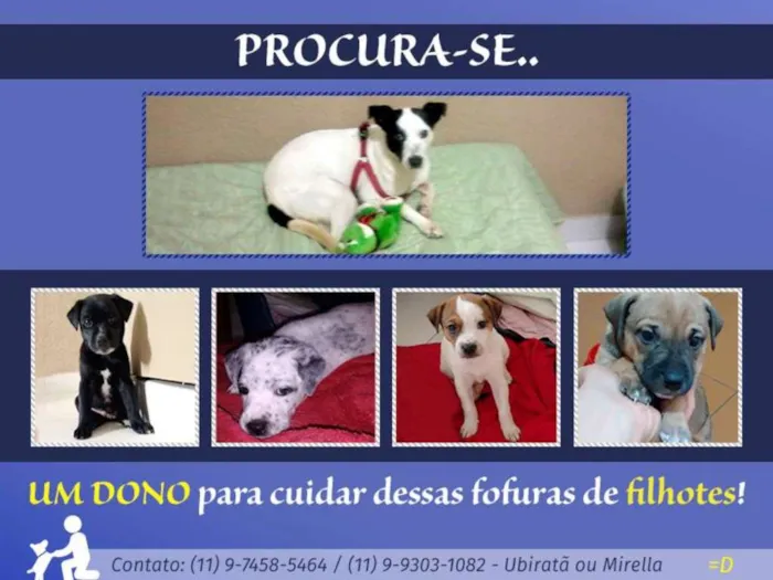 Cachorro ra a  idade Abaixo de 2 meses nome Sem nome