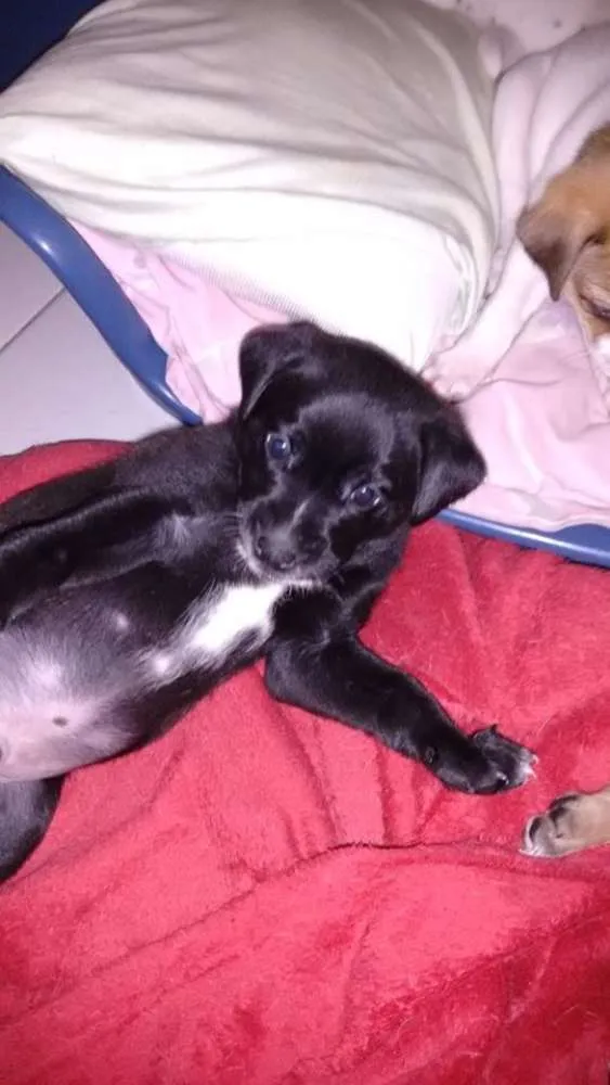 Cachorro ra a  idade Abaixo de 2 meses nome Sem nome