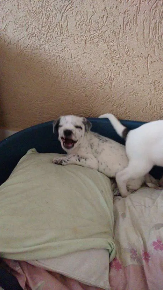 Cachorro ra a  idade Abaixo de 2 meses nome Sem nome