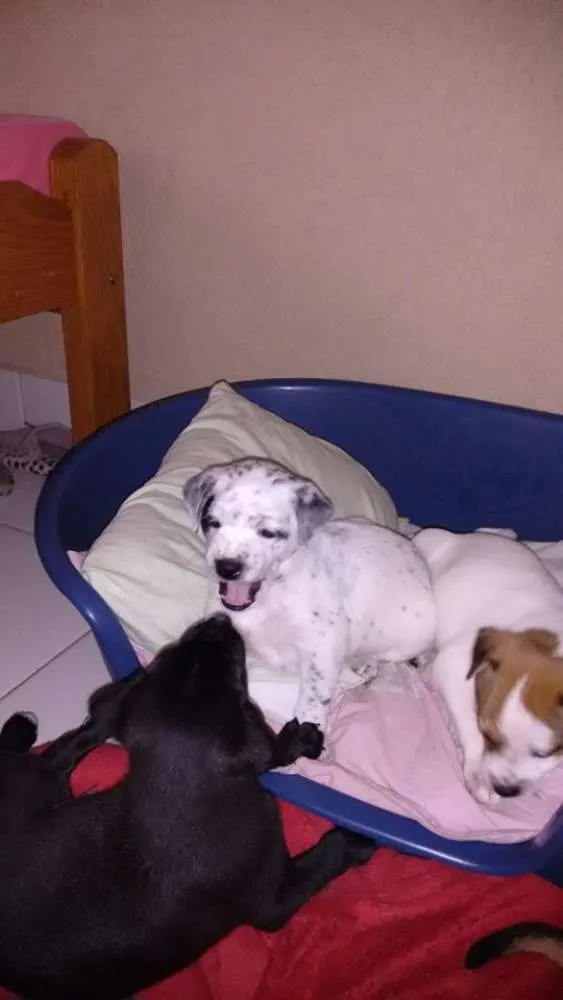 Cachorro ra a  idade Abaixo de 2 meses nome Sem nome