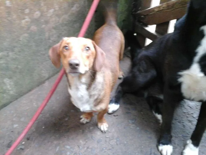 Cachorro ra a Salsichinha idade 2 anos nome Jake