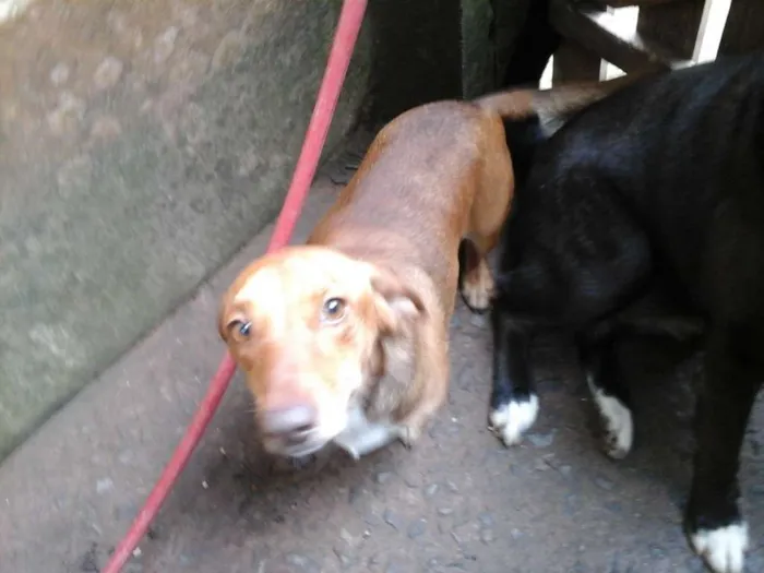 Cachorro ra a Salsichinha idade 2 anos nome Jake