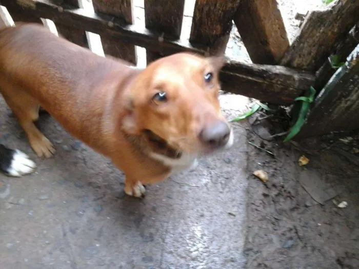 Cachorro ra a Salsichinha idade 2 anos nome Jake