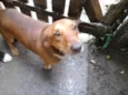 Jake