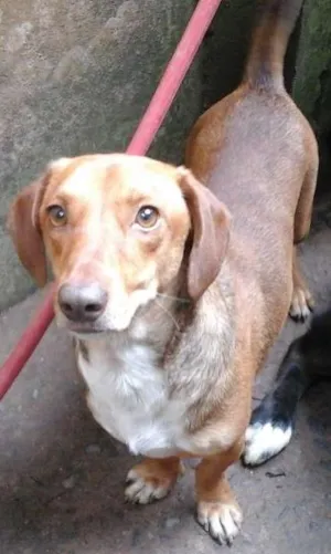 Cachorro raça Salsichinha idade 2 anos nome Jake
