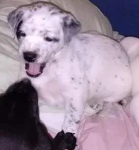 Cachorro ra a  idade Abaixo de 2 meses nome Sem nome