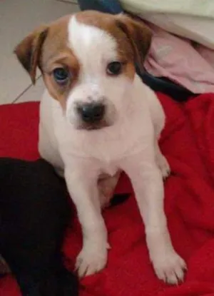 Cachorro raça  idade Abaixo de 2 meses nome Sem nome