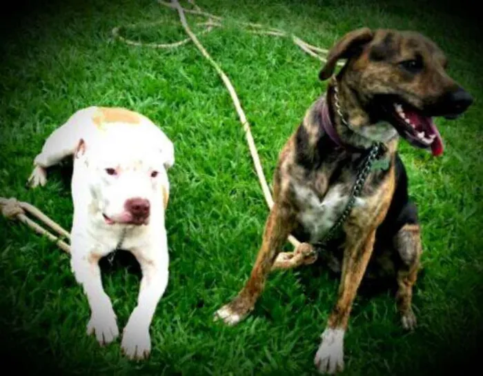 Cachorro ra a Pit-Bull idade 2 anos nome Branco e July